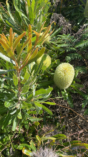 Banksia aemula (Wallum banksia) (alternate view 6)