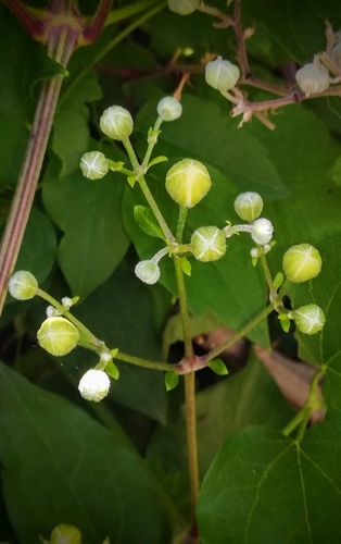 Clematis vitalba (travelers-joy) (alternate view 3)