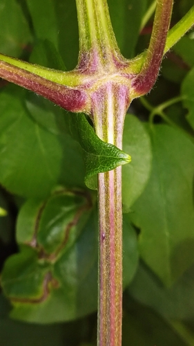 Clematis vitalba (travelers-joy) (alternate view 4)