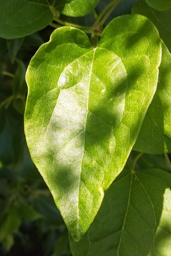 Clematis vitalba (travelers-joy) (alternate view 5)
