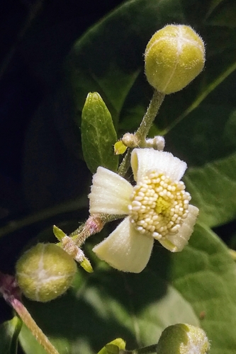 Clematis vitalba (travelers-joy) (alternate view 2)