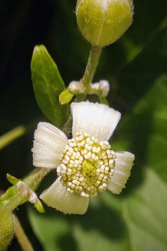 Clematis vitalba (travelers-joy)