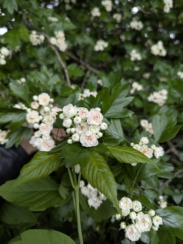 Crataegus mordenensis (Morden Hawthorn) (alternate view 4)