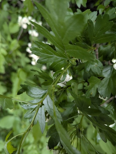 Crataegus mordenensis (Morden Hawthorn) (alternate view 2)
