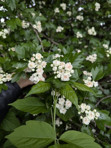 Crataegus mordenensis (Morden Hawthorn) (alternate view 3)