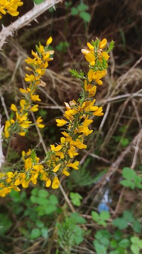 Ulex (Gorses) (alternate view 8)
