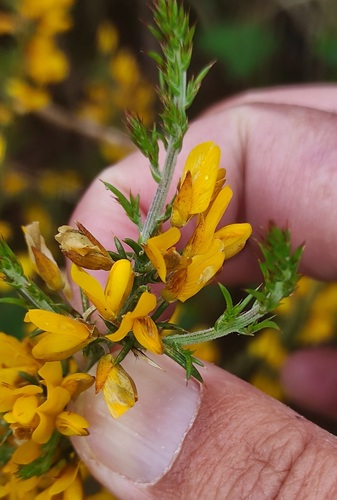 Ulex (Gorses) (alternate view 10)