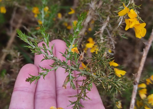 Ulex (Gorses) (alternate view 11)