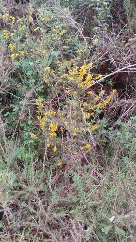 Ulex (Gorses) (alternate view 9)