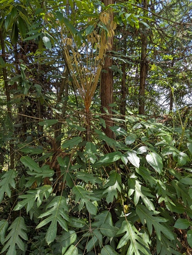 Heptapleurum delavayi (alternate view 2)
