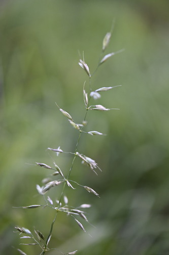 Arrhenatherum elatius (tall oat grass)