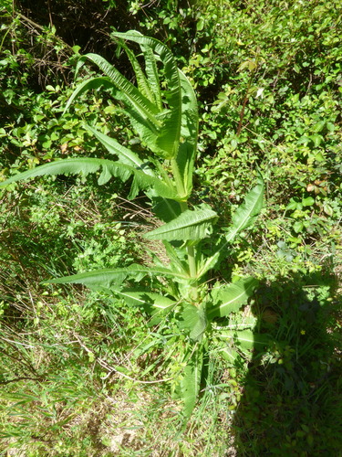 Dipsacus fullonum (common teasel)