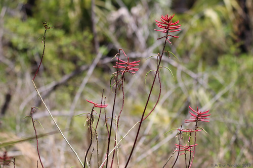 Erythrina herbacea (Eastern Coral Bean) (alternate view 3)
