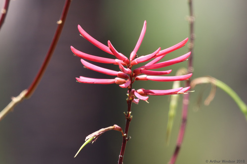 Erythrina herbacea (Eastern Coral Bean) (alternate view 4)