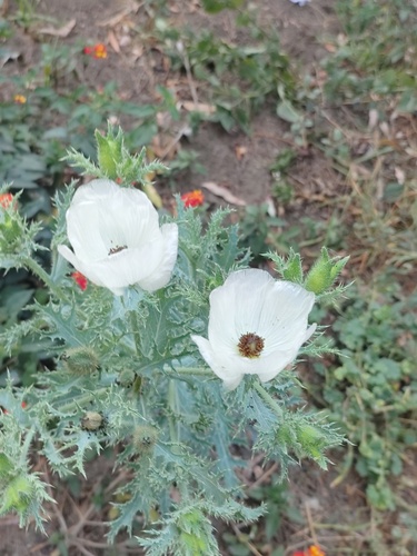 Argemone platyceras (alternate view 4)
