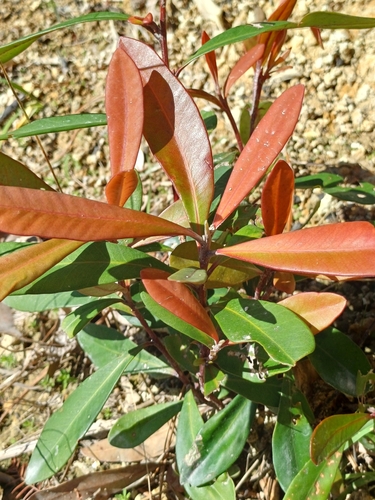 Tristaniopsis laurina (Water Gum) (alternate view 3)