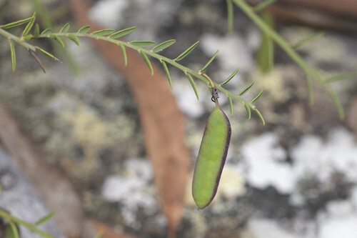 Bossiaea heterophylla (Variable Bossiaea) (alternate view 4)