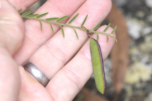 Bossiaea heterophylla (Variable Bossiaea) (alternate view 5)