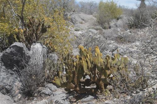 Opuntia microdasys (Bunny Ears Cactus)