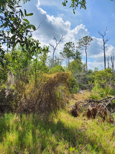 Cassytha filiformis (laurel dodder)