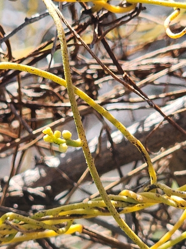 Cassytha filiformis (laurel dodder) (alternate view 2)