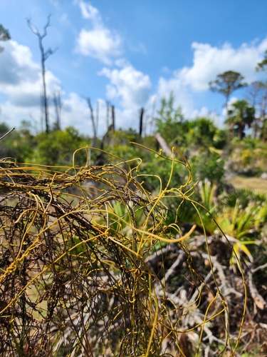 Cassytha filiformis (laurel dodder) (alternate view 3)