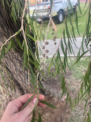 Agonis flexuosa (Western Australian Peppermint) (alternate view 7)