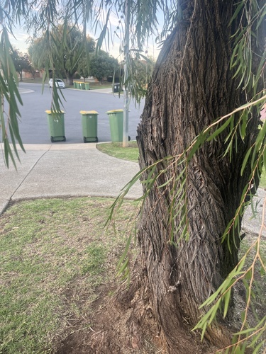 Agonis flexuosa (Western Australian Peppermint) (alternate view 8)