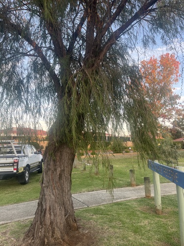 Agonis flexuosa (Western Australian Peppermint) (alternate view 10)