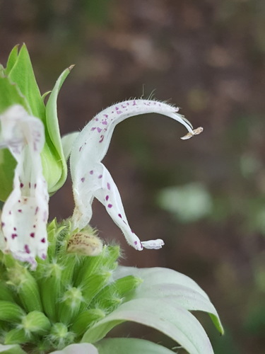 Monarda punctata (spotted horsemint)
