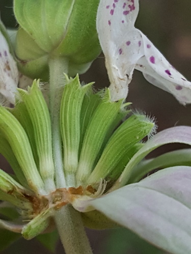 Monarda punctata (spotted horsemint)