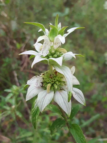 Monarda punctata (spotted horsemint)