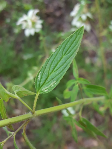 Monarda punctata (spotted horsemint)