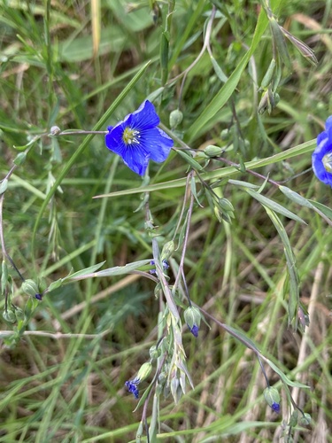 Linum perenne (alternate view 8)