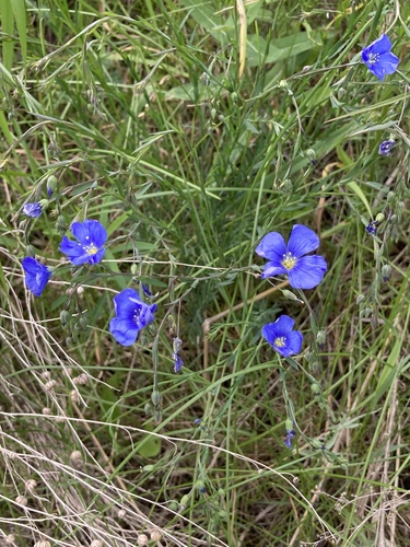 Linum perenne (alternate view 9)