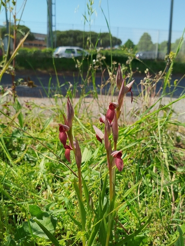 Serapias (Tongue Orchids) (alternate view 3)