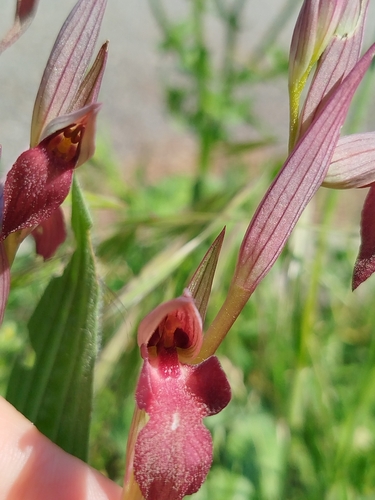 Serapias (Tongue Orchids) (alternate view 4)
