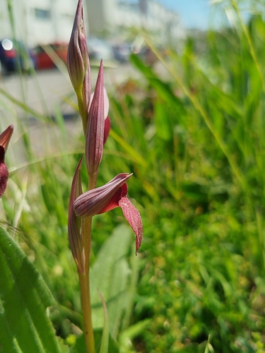 Serapias (Tongue Orchids) (alternate view 5)