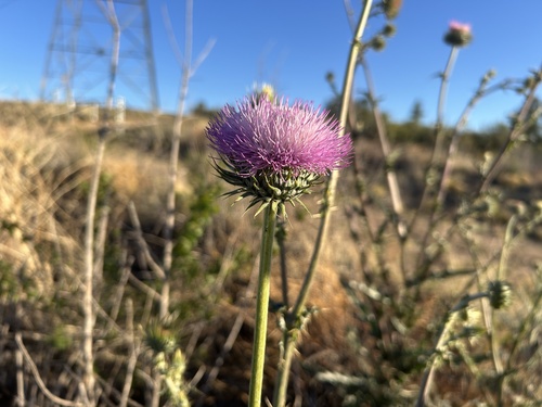 Cirsium neomexicanum (New Mexico thistle) (alternate view 6)