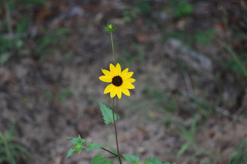 Helianthus debilis (cucumberleaf sunflower)