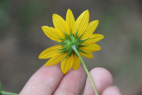 Helianthus debilis (cucumberleaf sunflower) (alternate view 2)