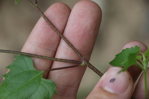 Helianthus debilis (cucumberleaf sunflower) (alternate view 3)