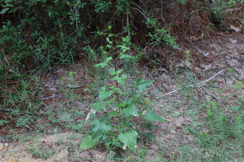 Helianthus debilis (cucumberleaf sunflower) (alternate view 5)