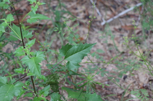 Helianthus debilis (cucumberleaf sunflower) (alternate view 4)