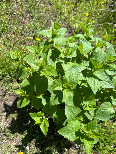 Agastache urticifolia (nettle-leaf giant hyssop) (alternate view 6)