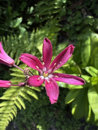 Clintonia andrewsiana (Andrews' Clintonia) (alternate view 3)