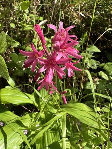 Clintonia andrewsiana (Andrews' Clintonia) (alternate view 4)