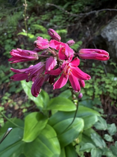 Clintonia andrewsiana (Andrews' Clintonia) (alternate view 5)