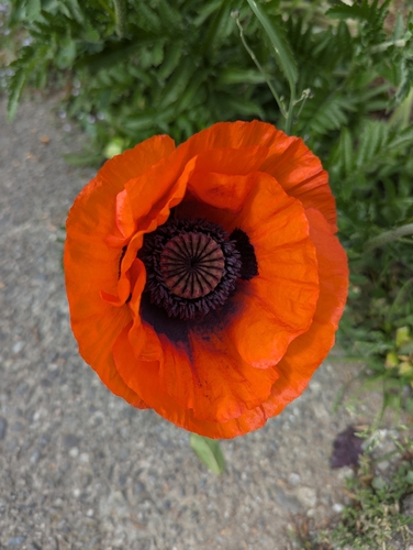 Papaver orientale (Oriental poppy)