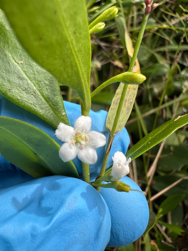 Myoporum boninense (Boobialla) (alternate view 2)